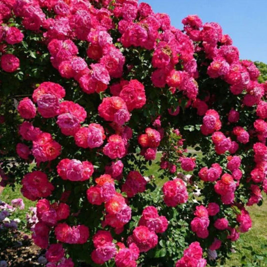 Elegant Climbing Rose Seeds